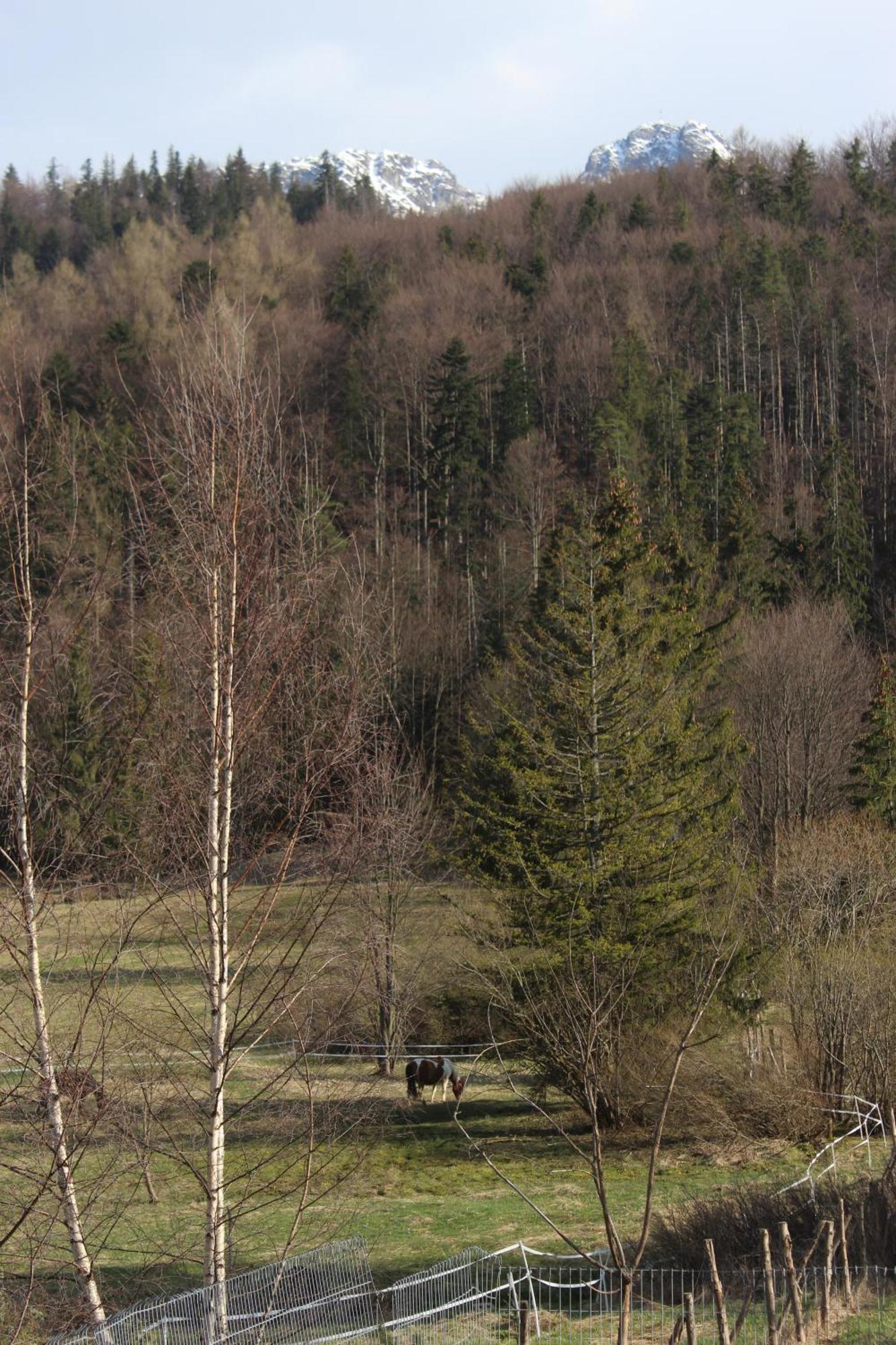 Apartament Apartament Blisko Szlaku Zakopane Zewnętrze zdjęcie
